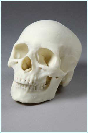SK33  Two-Piece Female Skull is perfect for Forensic Studies