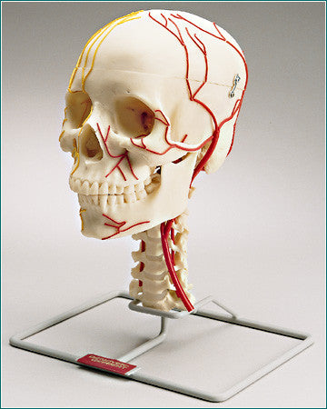 SK59  Female Neurovascular Skull with Cervical Spine, on Stand