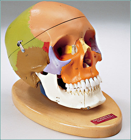 SK80PB Premier Color-coded Teaching Skull on wood base