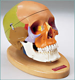 SK80P Premier Color-coded Teaching Skull