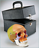 SK80PC Premier Color-coded Teaching Skull with Locking Case