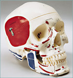 SK80PL Premier Four-Part Teaching Skull, Painted/Labeled Muscle Attachments