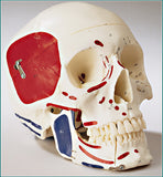 SK80PL Premier Four-Part Teaching Skull, Painted/Labeled Muscle Attachments