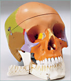 SK80PB Premier Color-coded Teaching Skull on wood base