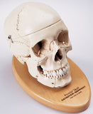 SK80C Premier Skull, 4 part with case