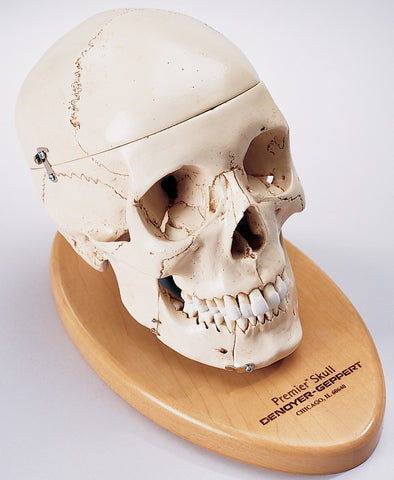 SK80B Premier Skull, 4 part on wood base