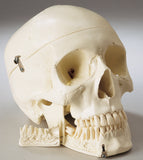 S62F Premier Academic Series Skeleton, female, unpainted, sacral mount