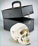 SK83C Premier Medical Demonstration Skull - Locking Case - Painted/Labeled Muscle Attachments