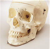 SK82C Premier Numbered Medical Demonstration Skull with case