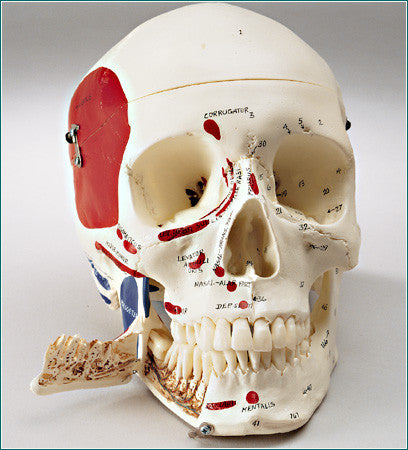 SK83B Premier Medical Demonstration Skull - Hardwood Base - Painted/Labeled Muscle Attachments