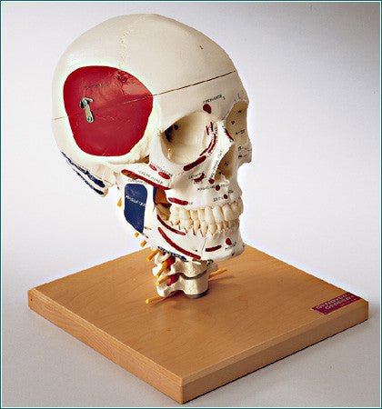 SK84PL Premier 4-part Skull on Cervical Spine, Painted and Labeled Skull
