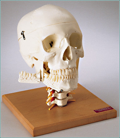 SK84 Premier 4-part Skull on Cervical Spine
