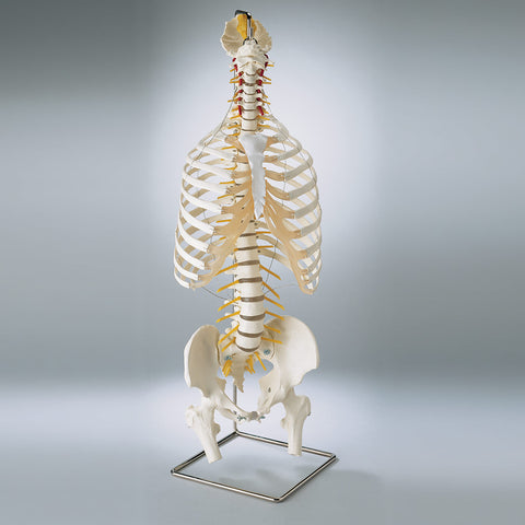 SP64 Premier Flexible spine with thorax and femur heads and stand