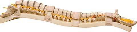 SP672  Spine Palpation Training Kit
