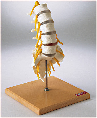 SP67 Premier Flexible Lumbar Spine with Sacrum and Spinal Cord
