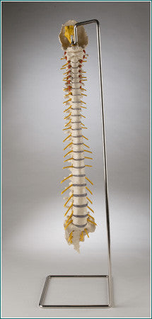 SP71 Ultraflex Spine without Pelvis on stand