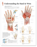 0975-41R Right Hand with portion of Ulna and Radius