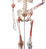 0207-13A All-In-One Super Skeleton, Sacral Mount