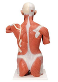 T160  Full Size Human Torso