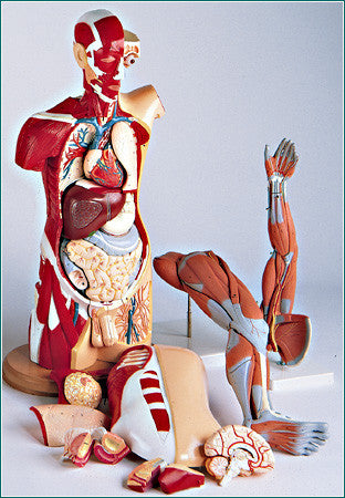T25  Life-Size Muscular Anatomy Set Featuring the Male and Female Multi-Torso with Arm and Leg Musculature