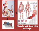 T38 Muscle Learning Lab