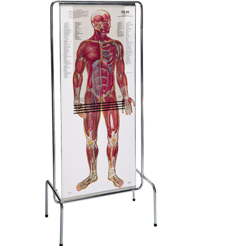0700-00  ThinMan Sequential Human Anatomy Figure