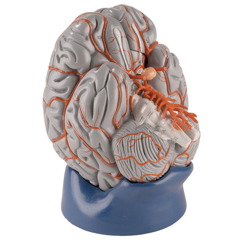 Life-size Hands-on Brain