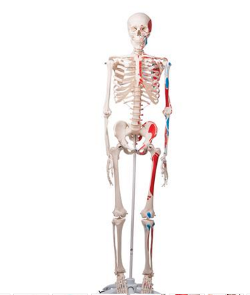 0224-11/1a Painted Skeleton and number coded Muscle Attachments, hanging white stand