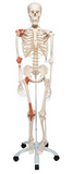 0201-12a Adult Ligamented Skeleton , Sacral Mount white stand