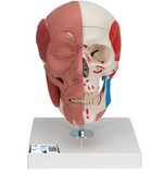 SK300 SKULL WITH FACIAL MUSCLES