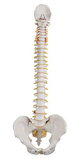 0264-58/1  Flexible Spine with Occipital Bone and Pelvis
