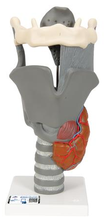 AP200  Budget Human Larynx, functional model
