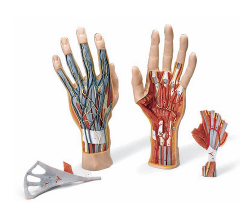 0244-18 Structural Anatomy of the Hand and Wrist Model
