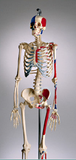 S41-25  Female Suspension Skeleton with Ligaments, Painted Muscle Attachments, and Color-Coded Skull Bones