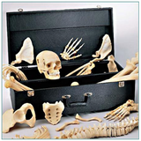 SA49PC Female Disarticulated HALF Skeleton painted and labeled with case