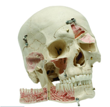 SK14 Medical Demonstration Skull, 14-Sections