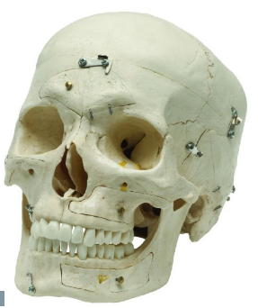 SK14 Medical Demonstration Skull, 14-Sections – Denoyer