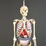 S61SP Premier Special Edition (Stained) Academic Skeleton, hanging mobile stand