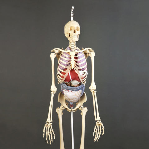 S61-725 Premier Skeleton with soft organ set