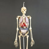 0207-13/1 All-In-One Super Skeleton, Hanging